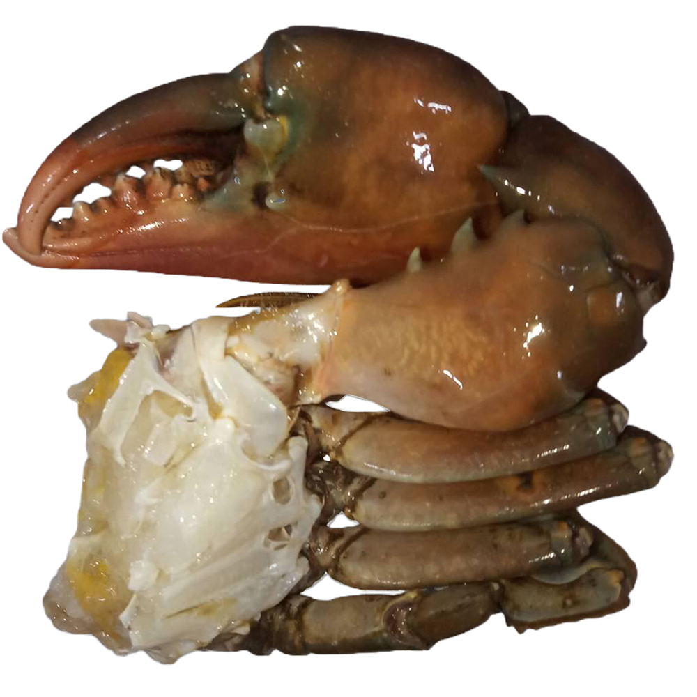Half Cut - Mud Crab