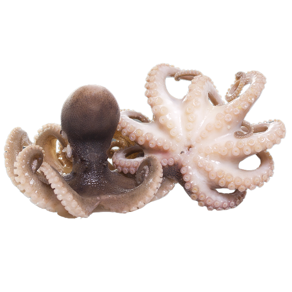 Baby Octopus