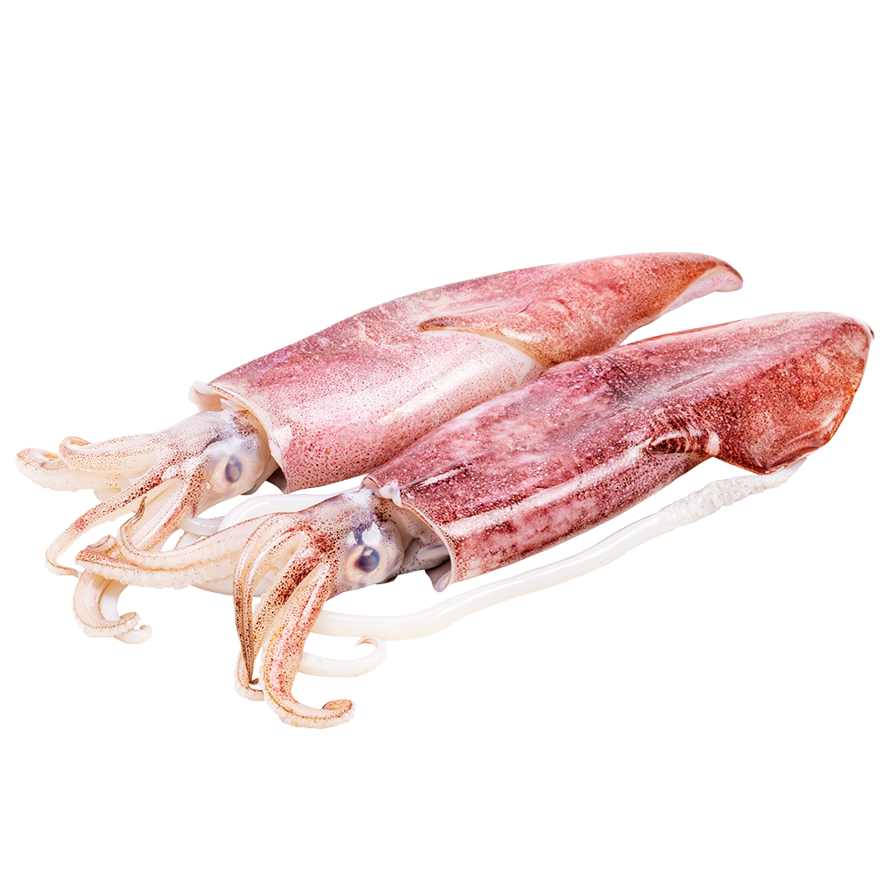 Squid