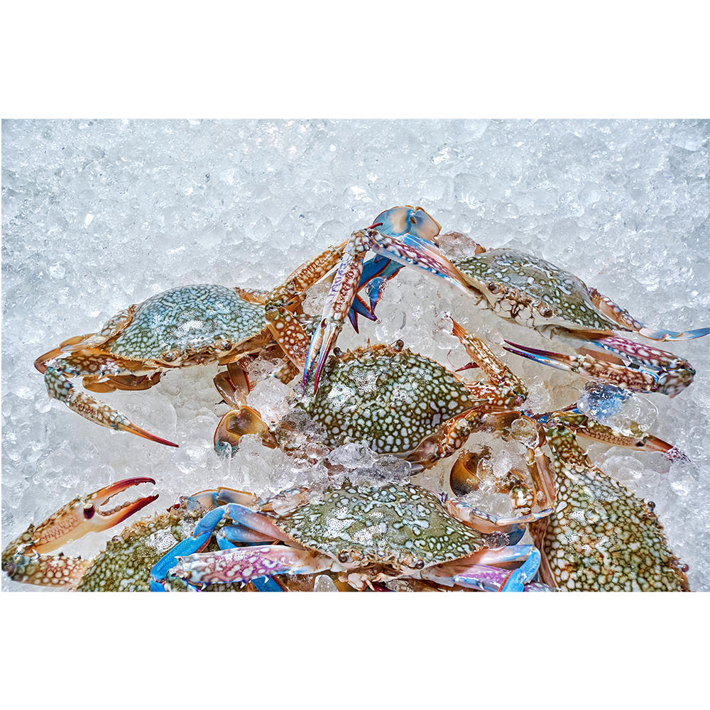 WHOLE ROUND - BLUE SWIMMING CRAB