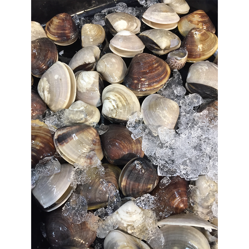 Clams