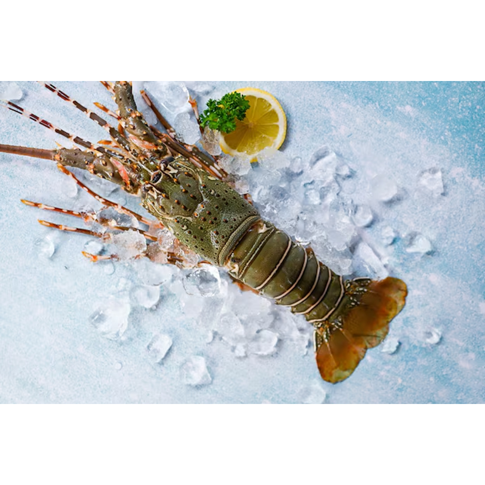 Whole - Lobster